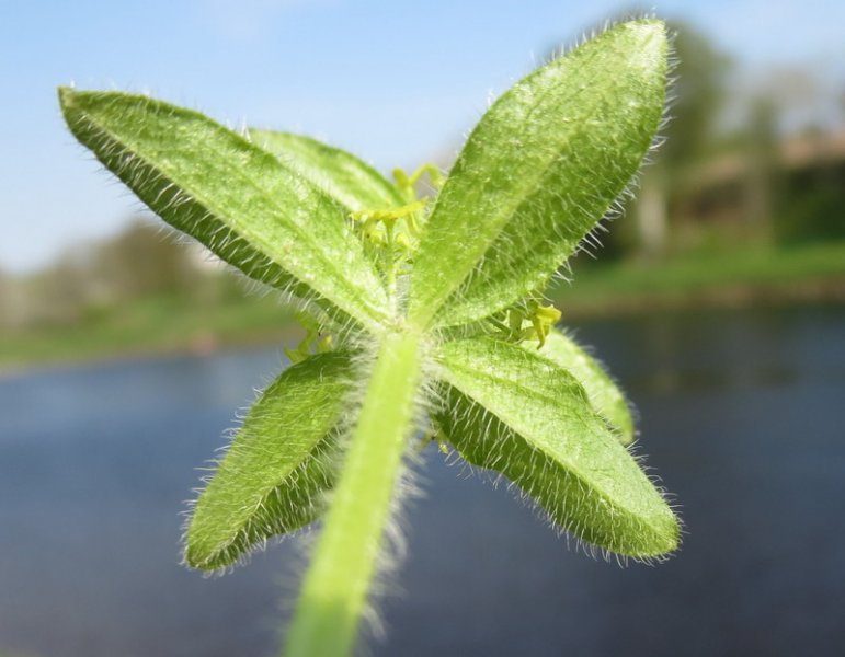CRUCIATA  LAEVIPES 08-05-2016 15-33-48.JPG