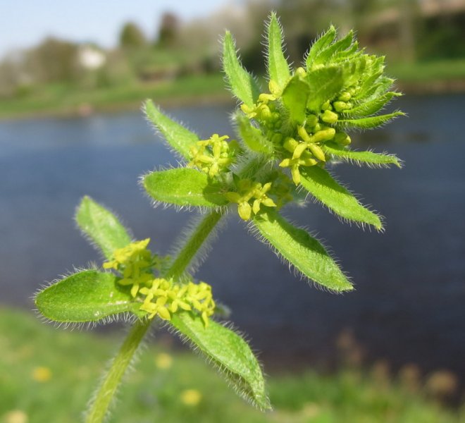 CRUCIATA  LAEVIPES  CROSSWORT 08-May-16 3-34-01 PM.JPG