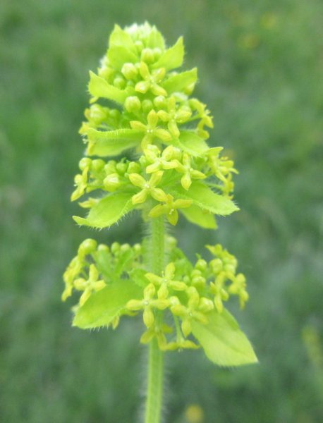 CRUCIATA  LAEVIPES  CROSSWORT 29-May-17 10-45-00 AM.JPG
