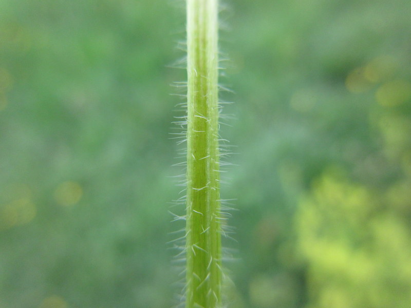 CRUCIATA  LAEVIPES  CROSSWORT 29-May-17 10-45-26 AM.JPG