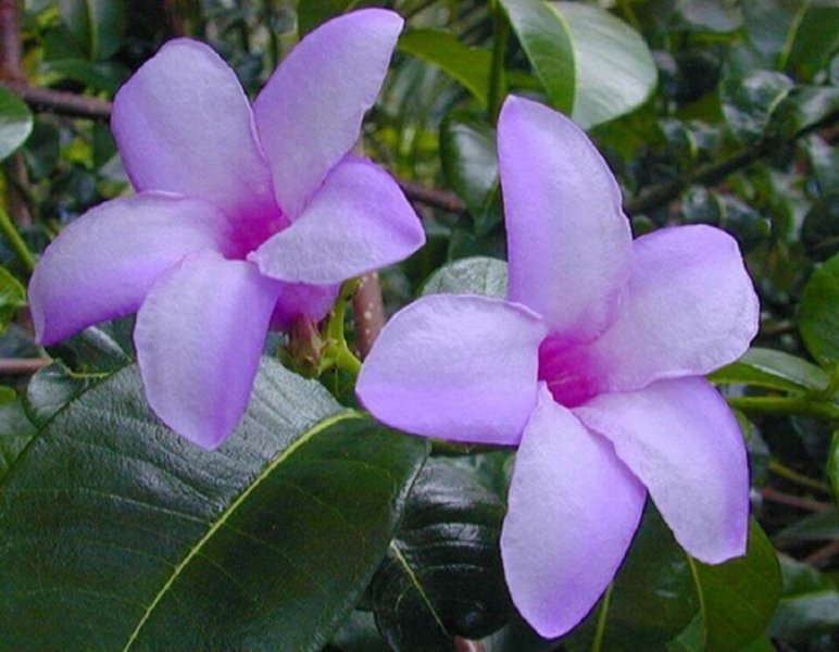CRYPTOSTEGIA MADAGASCARIENSIS.jpg