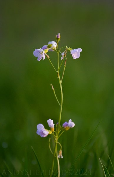 Cuckoo Flower 5.jpg