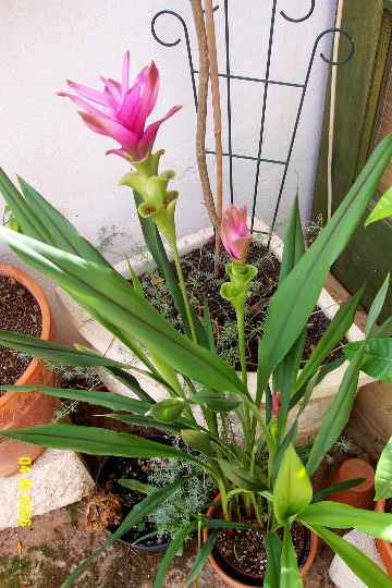 Curcuma Siam1.jpg