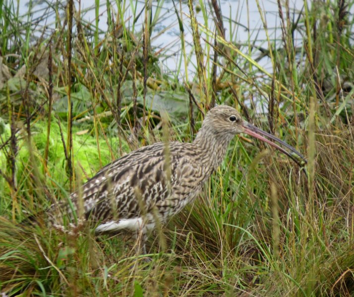 curlew 1.JPG