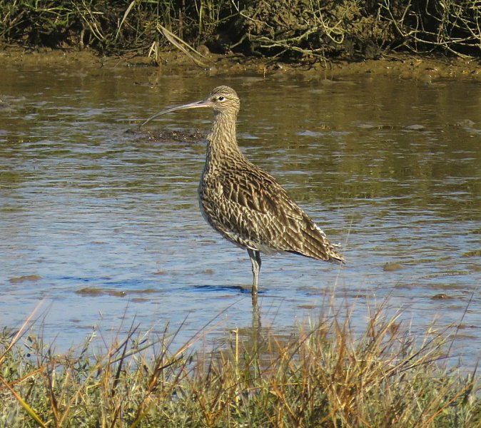 curlew 2.jpg