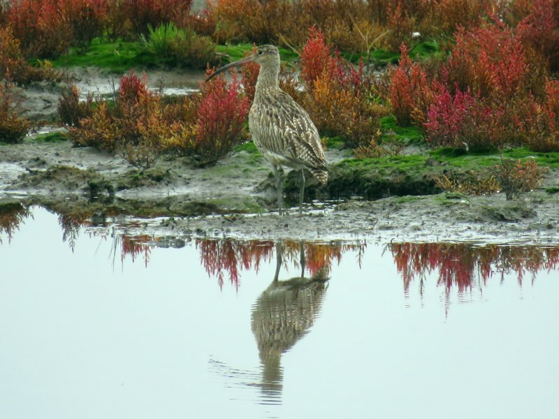 curlew 5.JPG