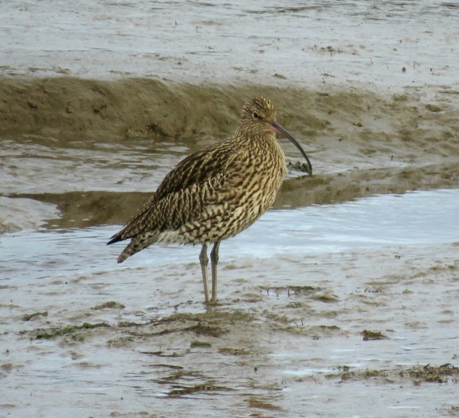 curlew.JPG