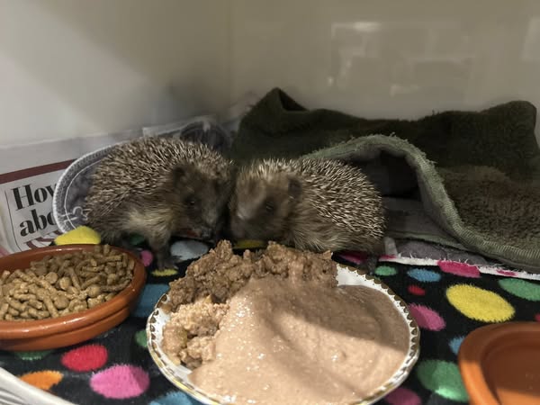 Cute hoglets BHR.jpg