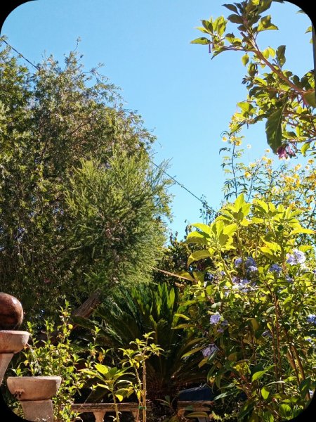 Cy & Callistemon 19 Aug 24.jpg