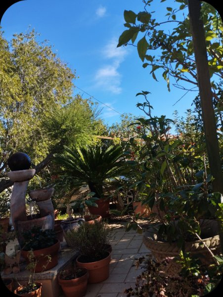 Cy & Tecoma gone 22 Nov 25.jpg