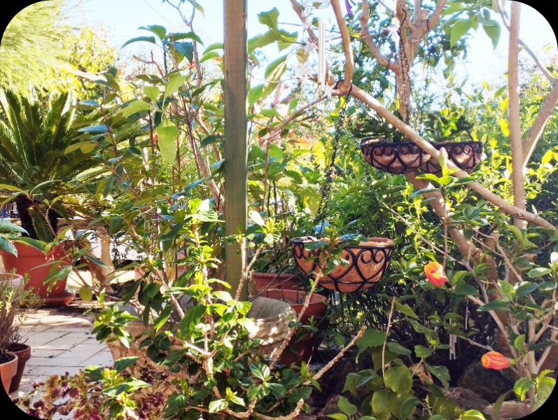 Cy, Tecomaria, Hibiscus 28 Nov 24.jpg