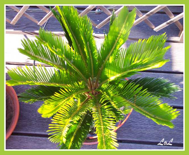Cycad 27.06.07.JPG