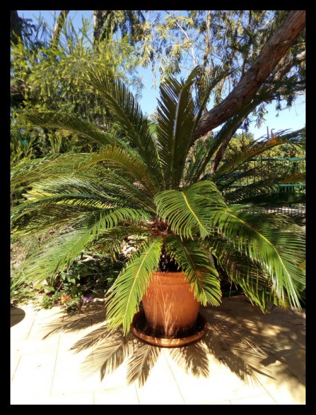 Cycads Revoluta18 Mar 21.jpg