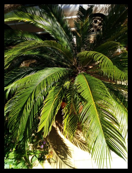 Cycas3 18 Mar 21.jpg