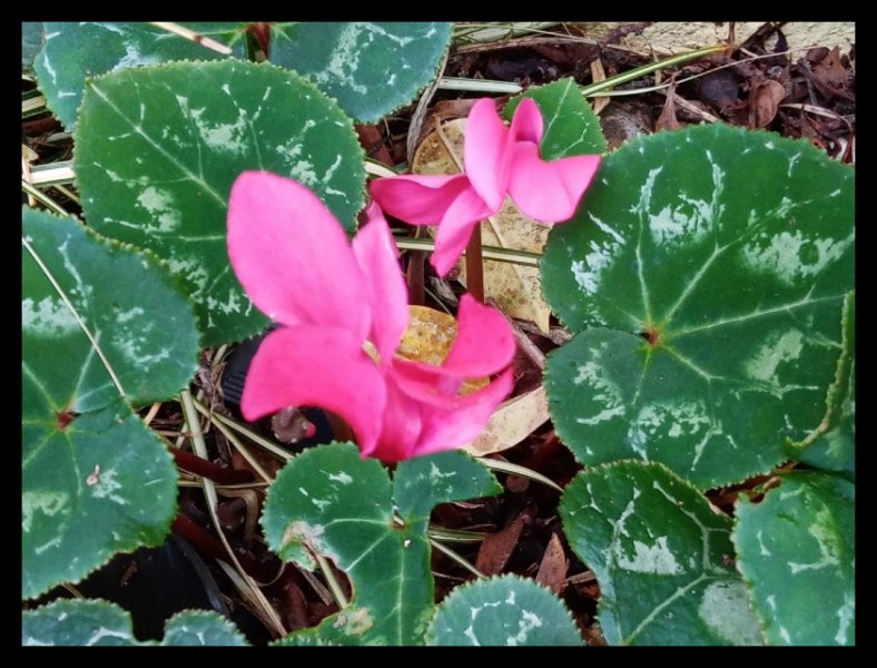 Cyclamen 1 Feb 20.jpg