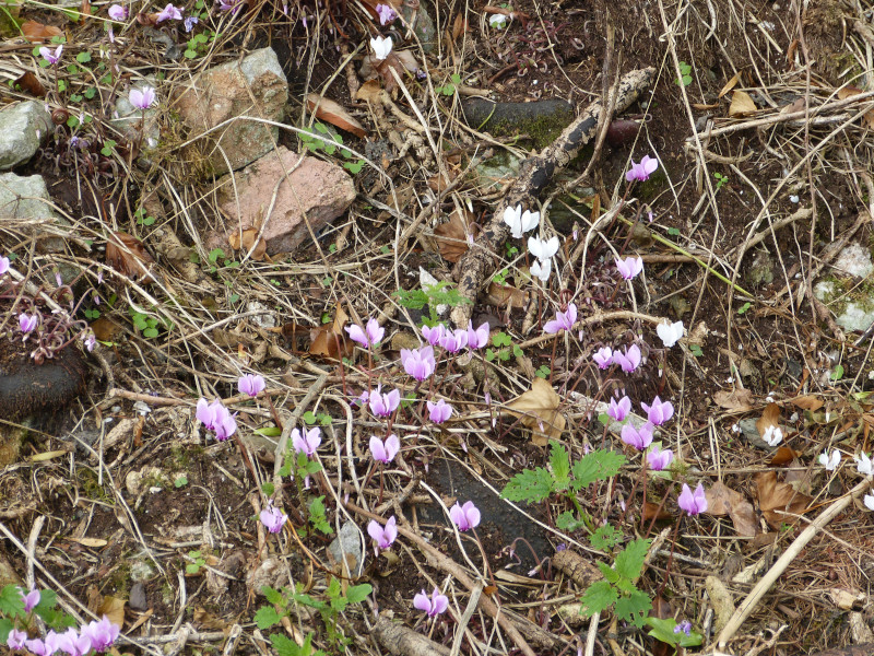 Cyclamen 2018.JPG