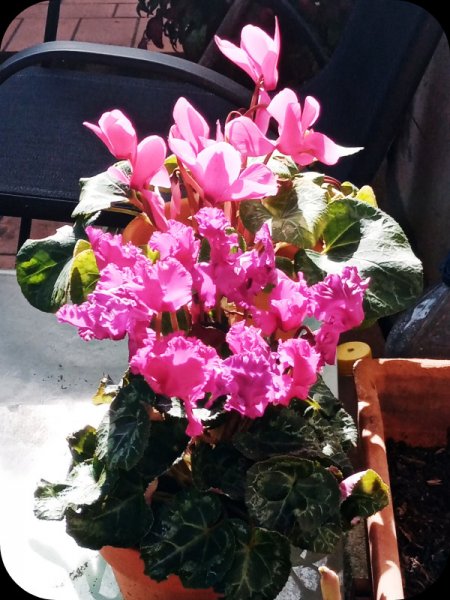 Cyclamen 4 Feb 24.jpg