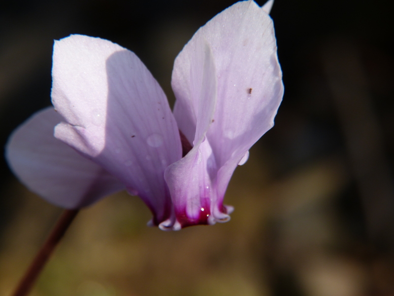 Cyclamen africanum 2017 1.JPG