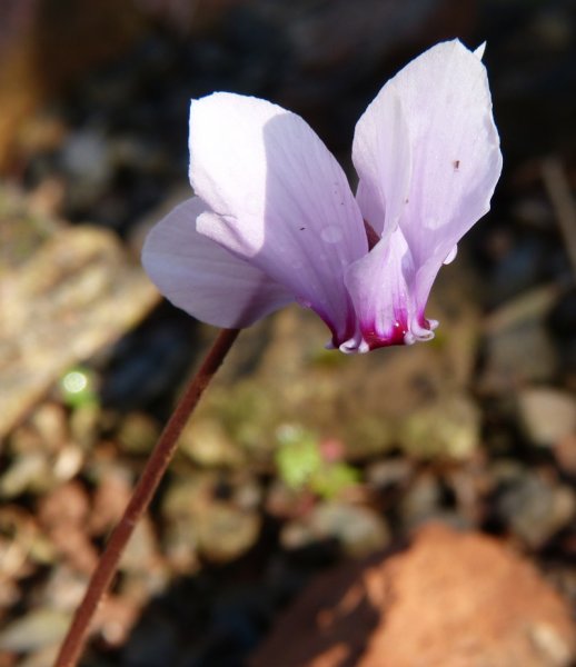 Cyclamen africanum 2017 2.JPG