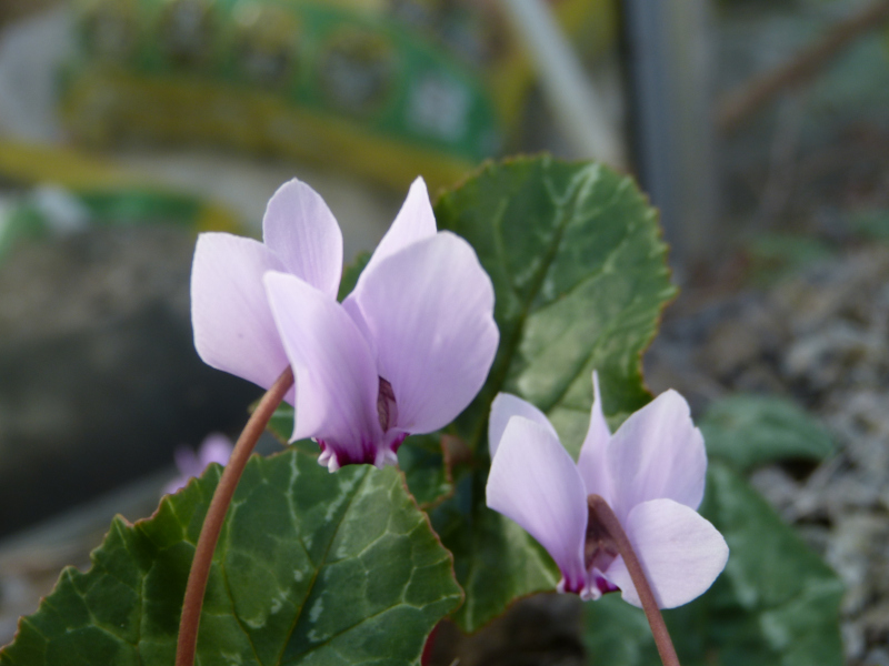 Cyclamen africanum flower.JPG