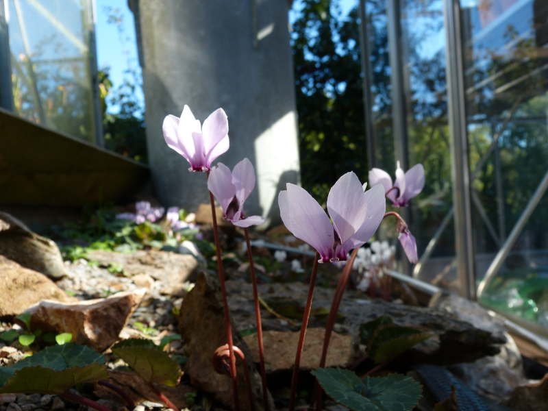 Cyclamen africanum.JPG