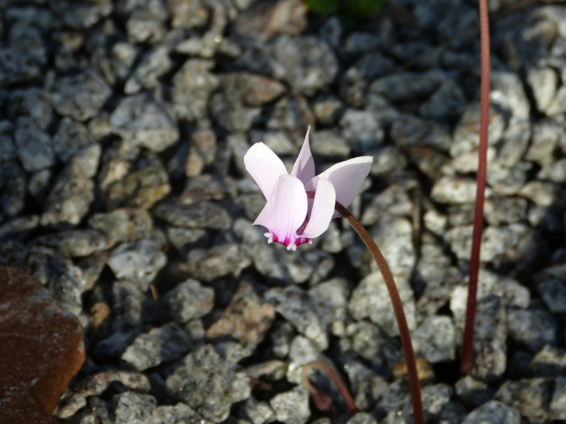 Cyclamen africanum.JPG