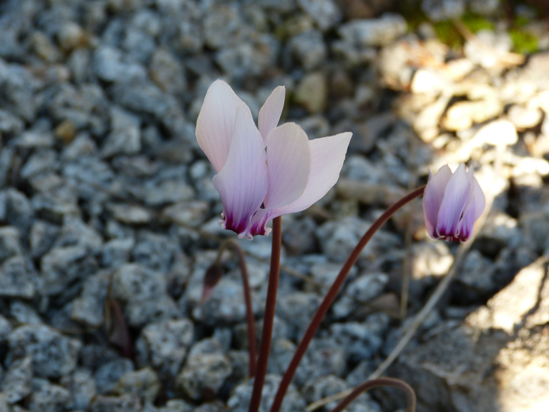 Cyclamen africanum.JPG
