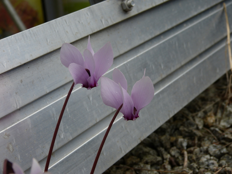 Cyclamen africanum.JPG