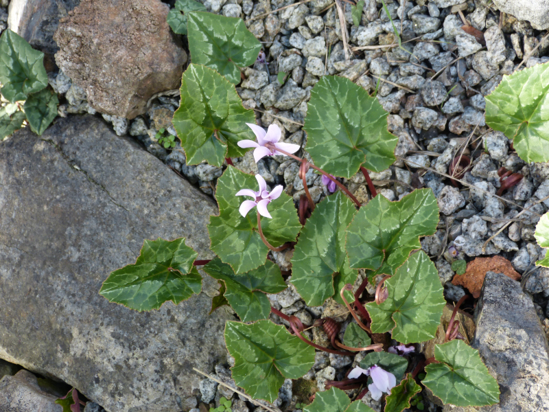 Cyclamen africanum plant.JPG