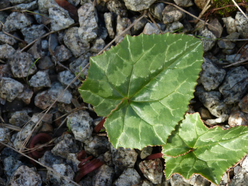 Cyclamen africanum top.JPG