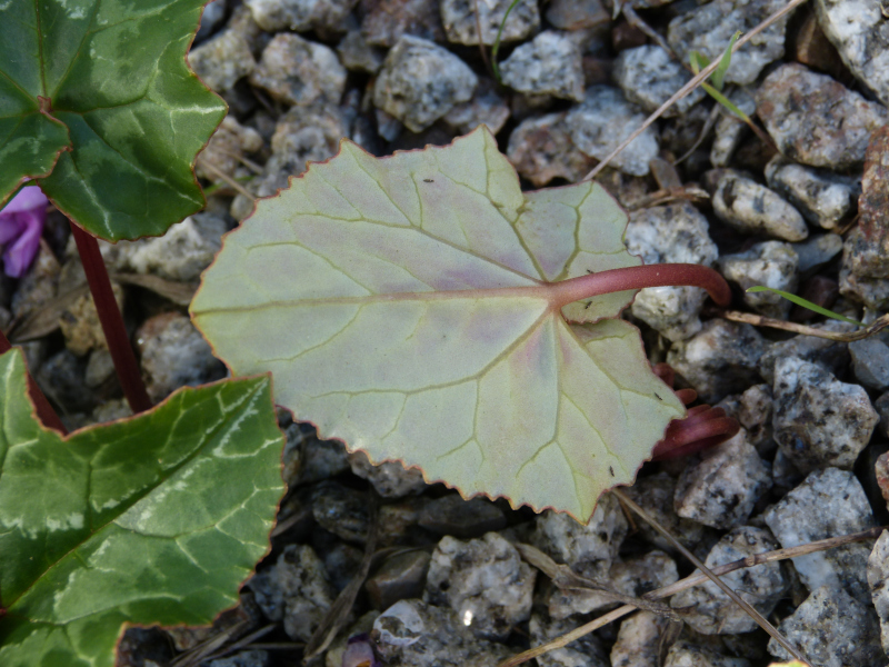 Cyclamen africanum underside.JPG