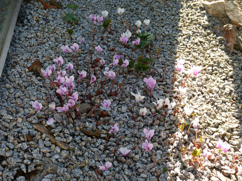 Cyclamen confusum8.JPG