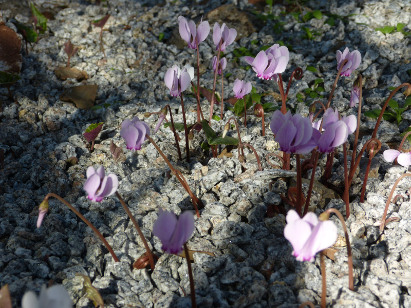 Cyclamen coum.JPG