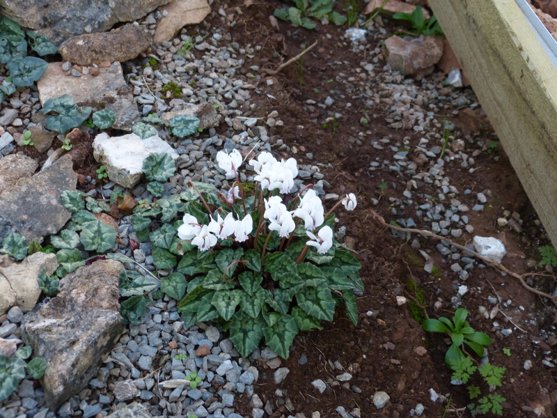 Cyclamen hederifolium 2017.JPG