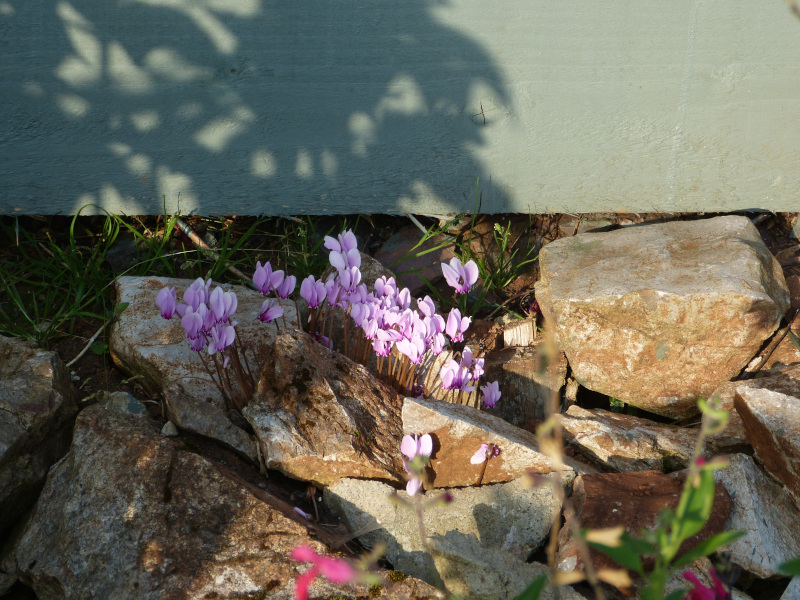 Cyclamen hederifolium.JPG