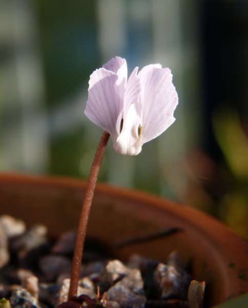 Cyclamen intaminatum 2017 2.JPG