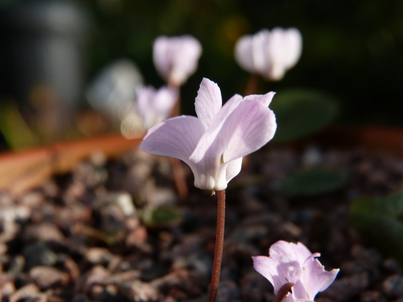 Cyclamen intaminatum 2017.JPG