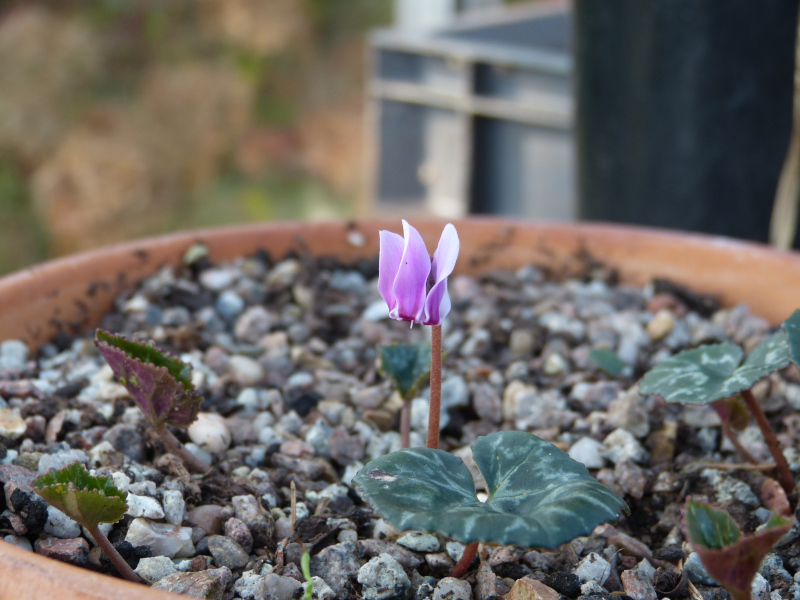 Cyclamen intaminatum.JPG