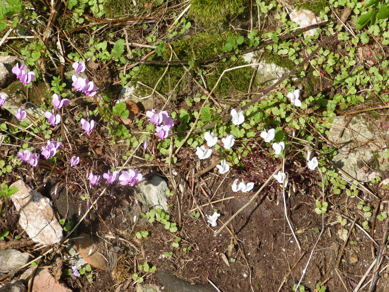 Cyclamen.JPG