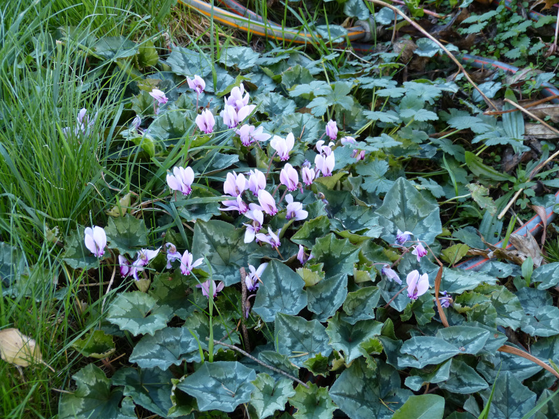 Cyclamen.JPG