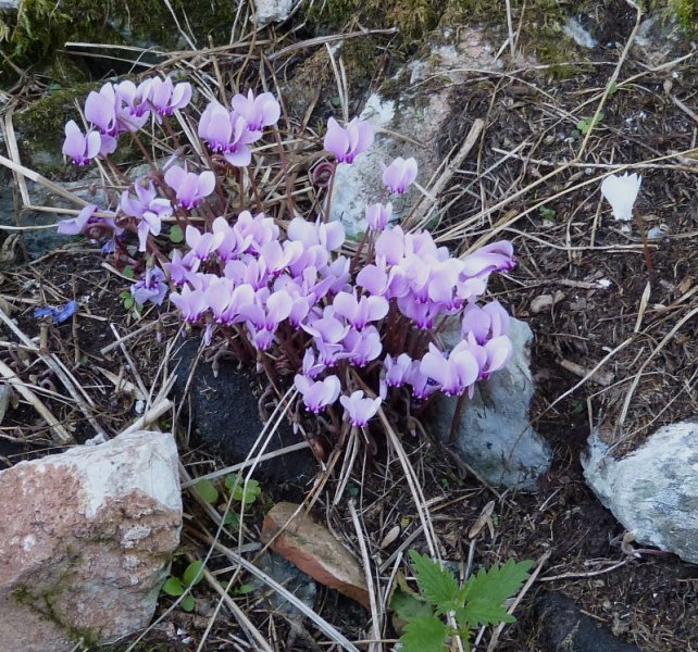 Cyclamen.JPG