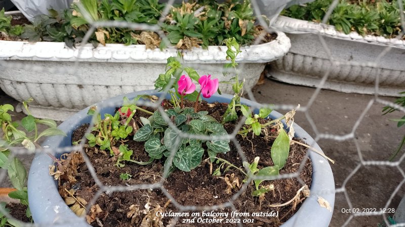 Cyclamen on balcony (from outside) 2nd October 2022 001.jpg