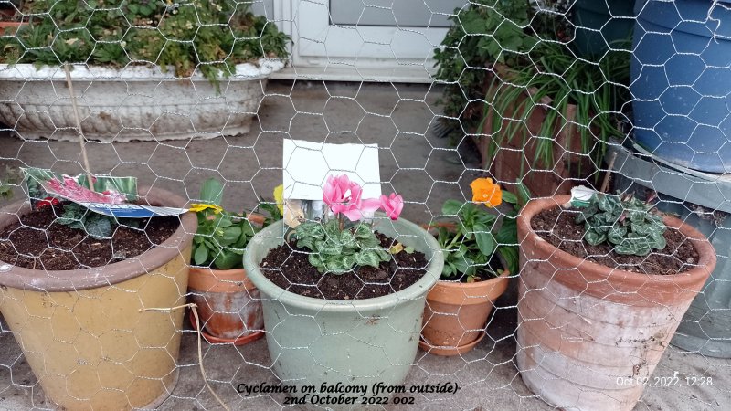 Cyclamen on balcony (from outside) 2nd October 2022 002.jpg