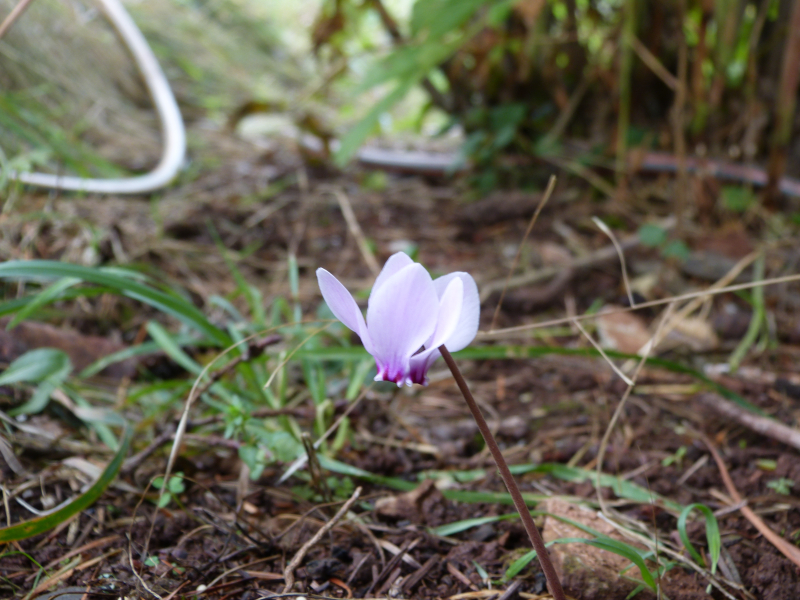 Cyclamen self seeded 2.JPG