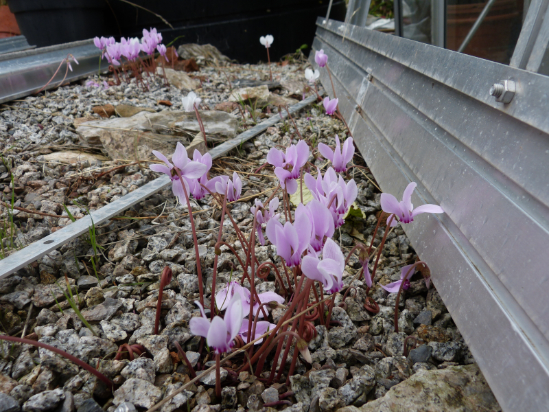 Cyclamen self seeded 4.JPG