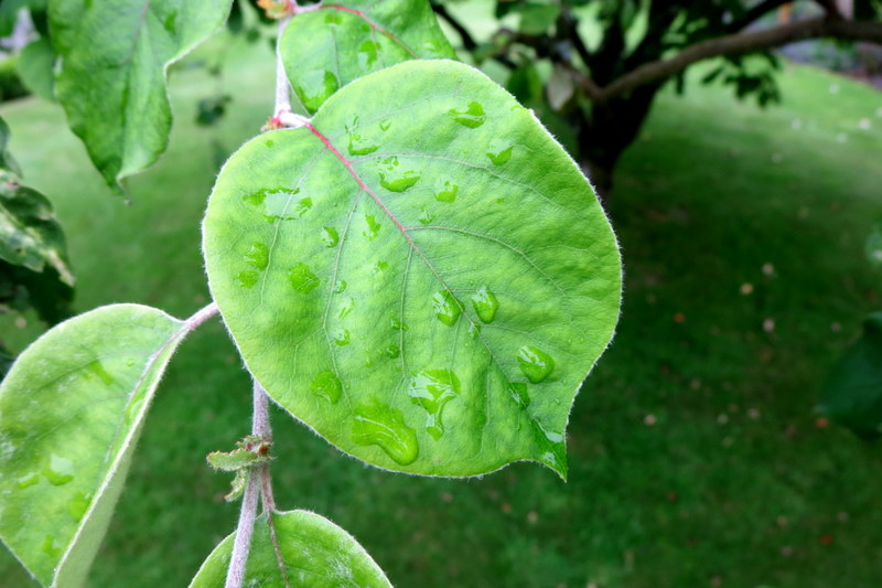 CYDONIA  OBLONGA 06-Jul-16 6-29-05 PM.JPG