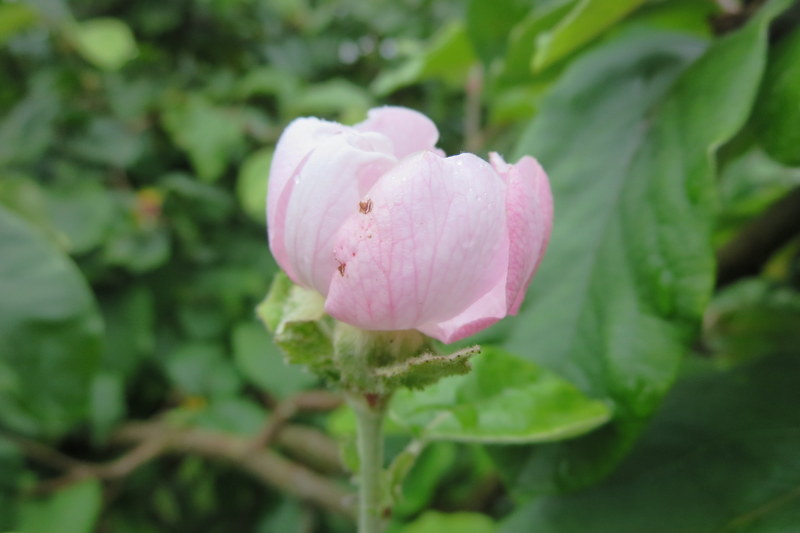 CYDONIA  OBLONGA 06-Jul-16 6-29-23 PM.JPG