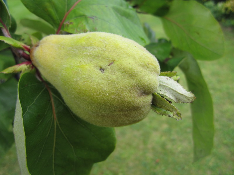 CYDONIA  OBLONGA 24-09-2013 14-32-00.JPG