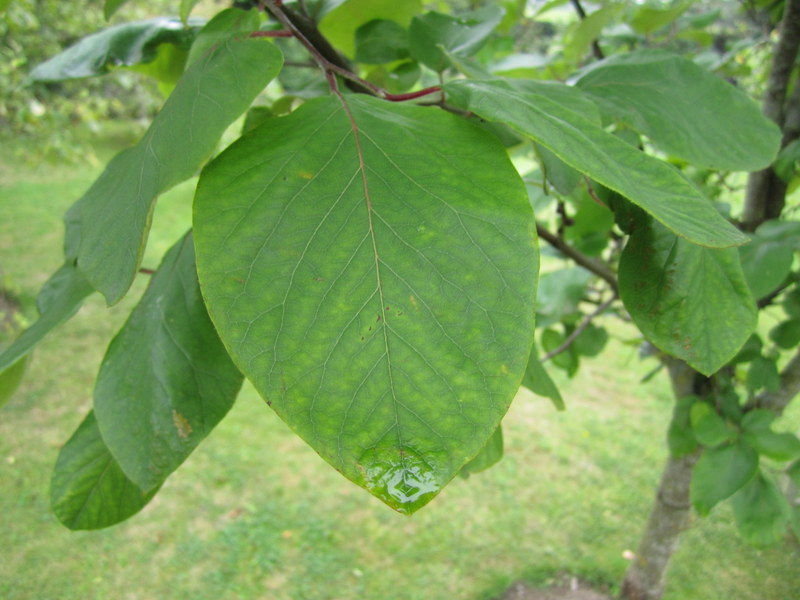 CYDONIA  OBLONGA 24-09-2013 14-32-43.JPG