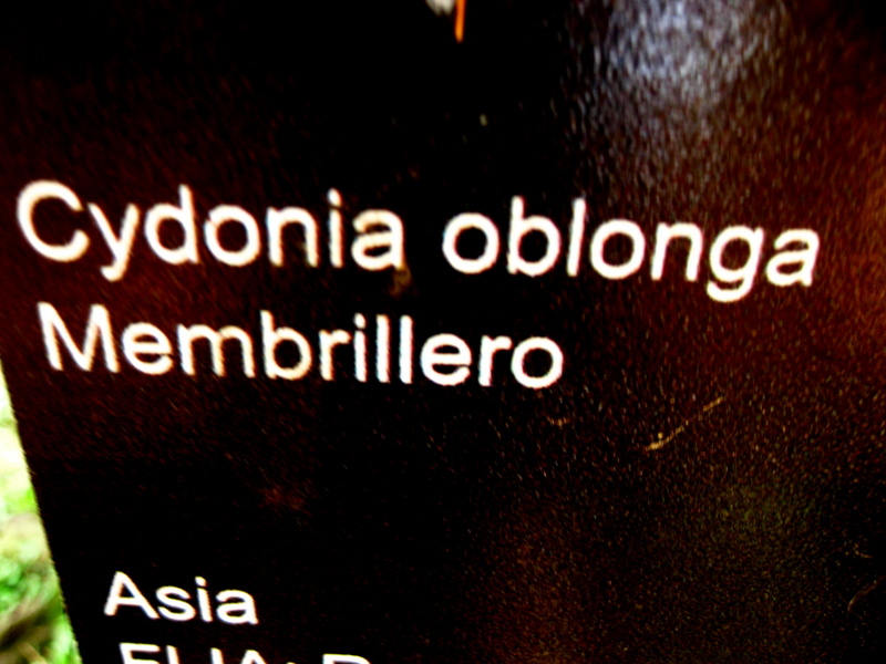 CYDONIA  OBLONGA 29-01-2009 14-09-05.JPG